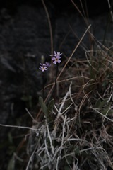 Primula mistassinica