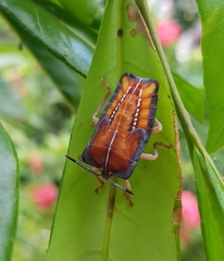 Tessaratoma papillosa