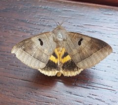 Thyas coronata