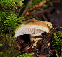 Russula neerimea