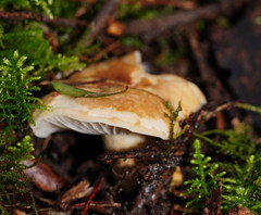 Russula neerimea