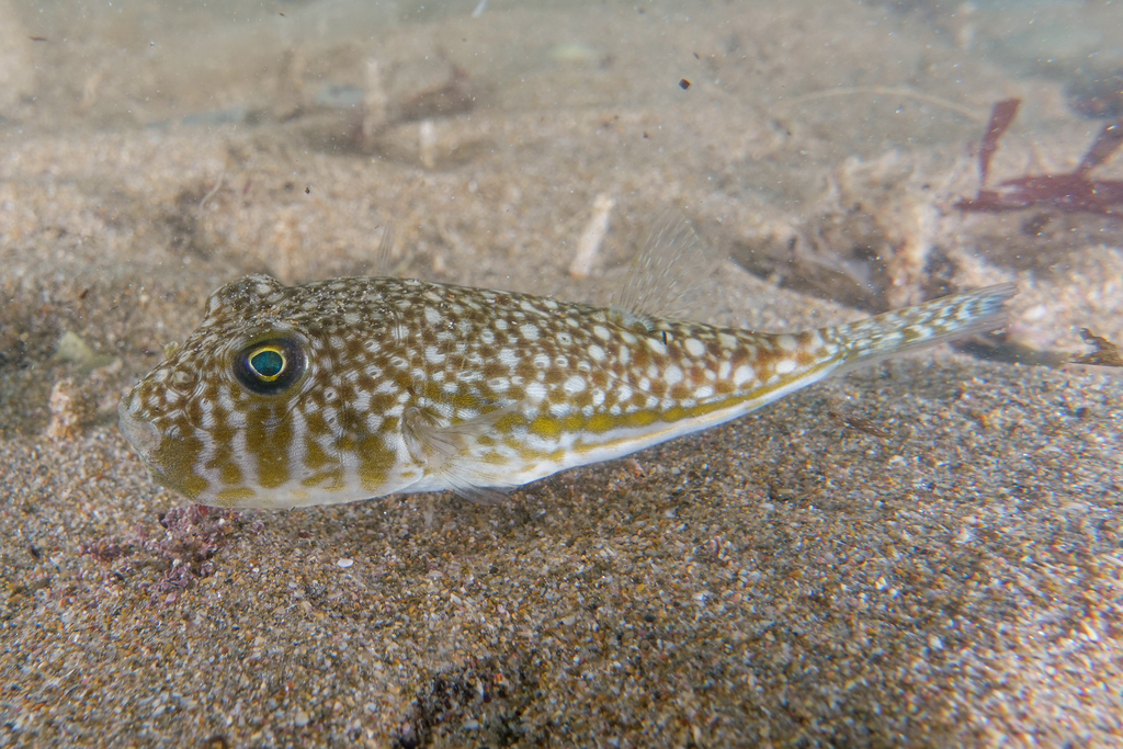 Highfin Toadfish