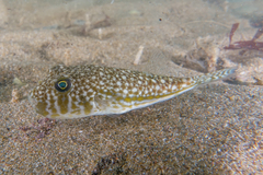 Highfin Toadfish photo 1