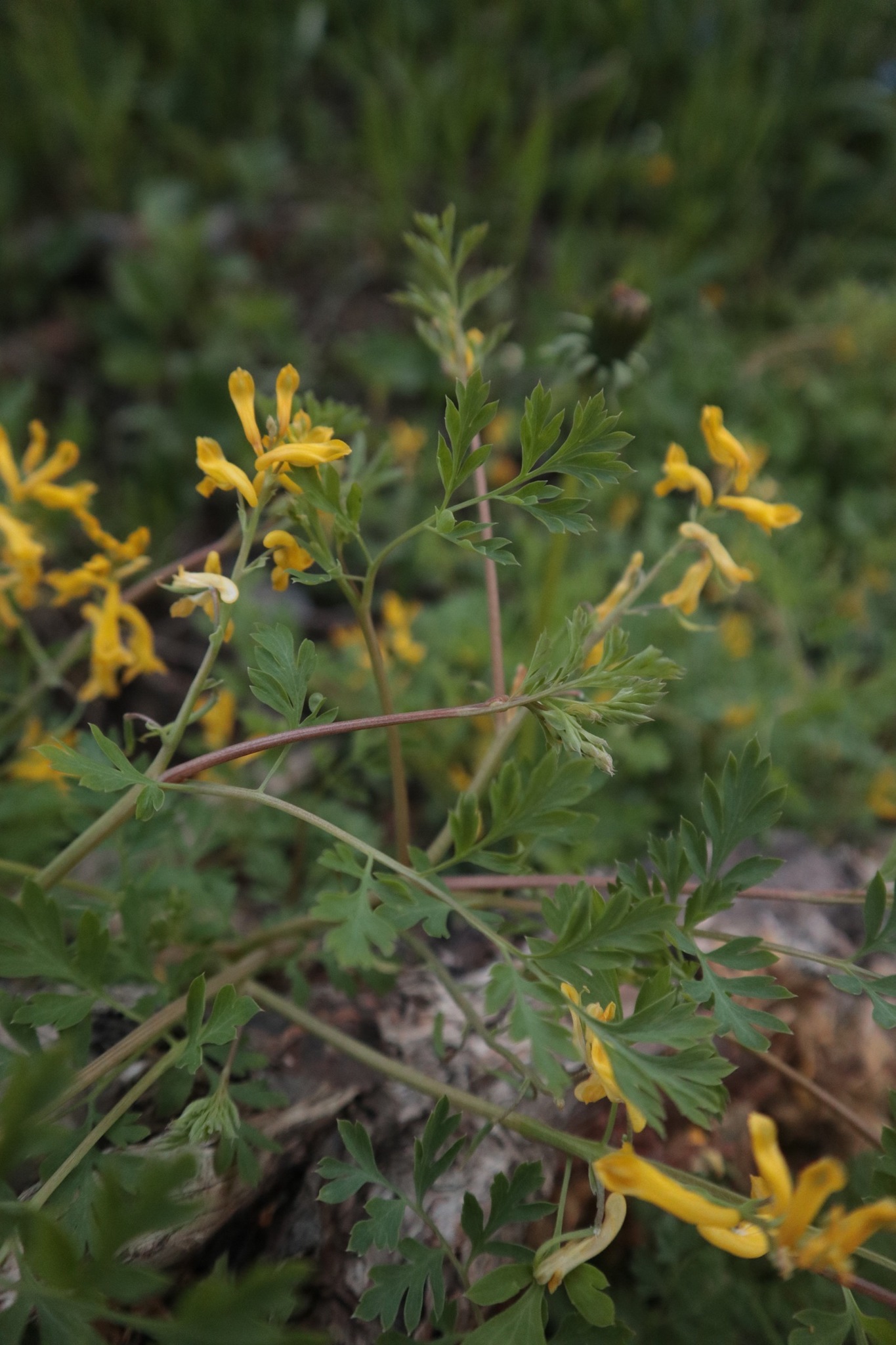 Corydalis aurea