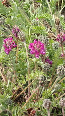 Oxytropis erecta