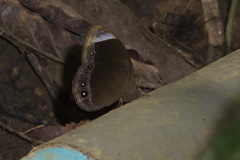 Mycalesis anaxias