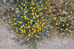 Anacyclus valentinus