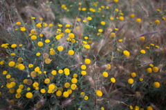 Anacyclus valentinus