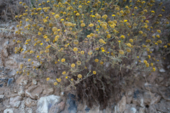 Anacyclus valentinus