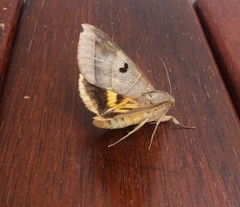 Thyas coronata