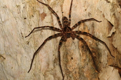 Heteropoda longipes