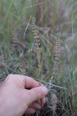 Micromeria graeca