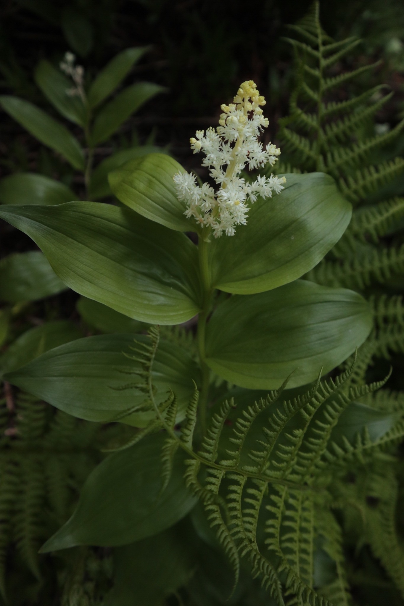 Maianthemum racemosum ssp. amplexicaule