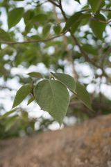Broussonetia papyrifera