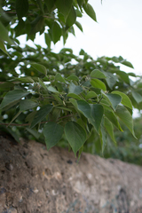 Broussonetia papyrifera