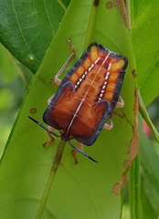 Tessaratoma papillosa