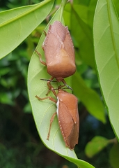 Tessaratoma papillosa
