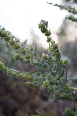 Cynoglossum creticum