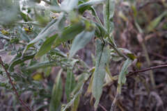 Cynoglossum creticum