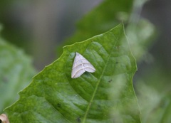 Colobochyla salicalis