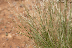 Aristida contorta