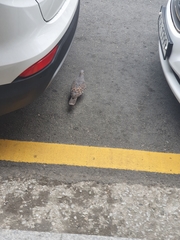 Streptopelia orientalis