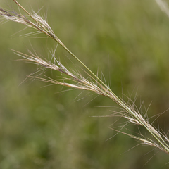 Aristida inaequiglumis