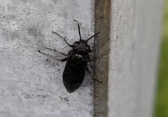 Pterygota