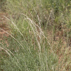 Aristida inaequiglumis