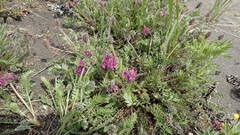 Oxytropis erecta