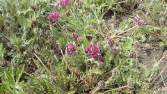 Oxytropis erecta