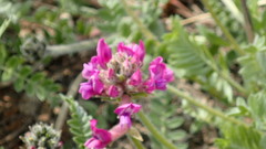 Oxytropis erecta