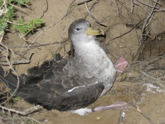 Scopoli's Shearwater photo 6