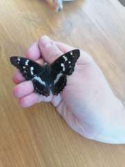 Apatura ilia