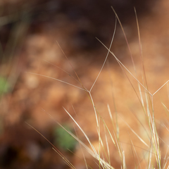 Aristida contorta