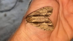 Shaka atrovittatus
