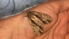 Shaka atrovittatus