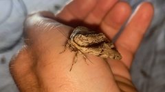 Shaka atrovittatus