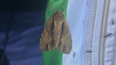 Shaka atrovittatus