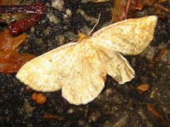 Synegia hadassa