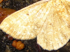 Synegia hadassa