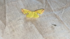 Corymica pryeri