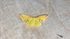 Corymica pryeri