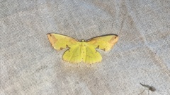 Corymica pryeri