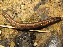 Ercheia