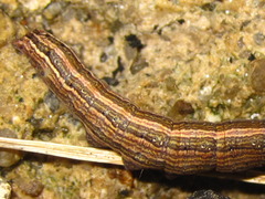 Ercheia