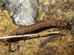 Ercheia