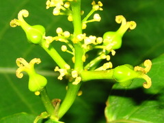 Neoshirakia japonica