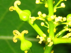 Neoshirakia japonica