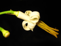 Alangium platanifolium